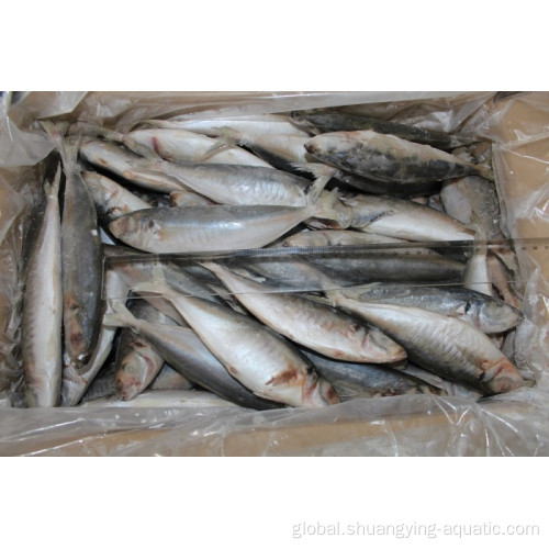 Frozen Horse Mackerel 10kg Carton Pack Frozen Horse Mackerel Fish Bqf Whole Round 16-25cm Supplier